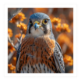 Close Up Of A Kestrel Bird Of Prey (Print Only) thumbnail