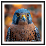 Close Up Of A Kestrel Bird Of Prey Portrait thumbnail