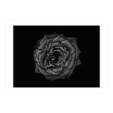 Backyard Flowers In Black And White No 110 (Print Only) thumbnail