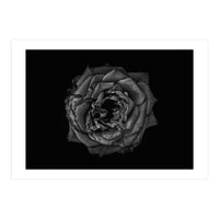 Backyard Flowers In Black And White No 110 (Print Only)