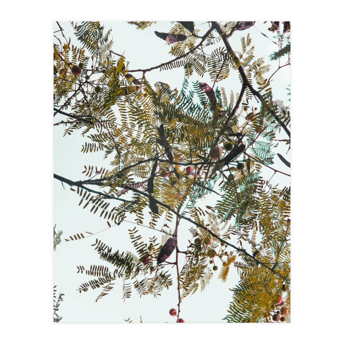 Patterns In Nature (Print Only)