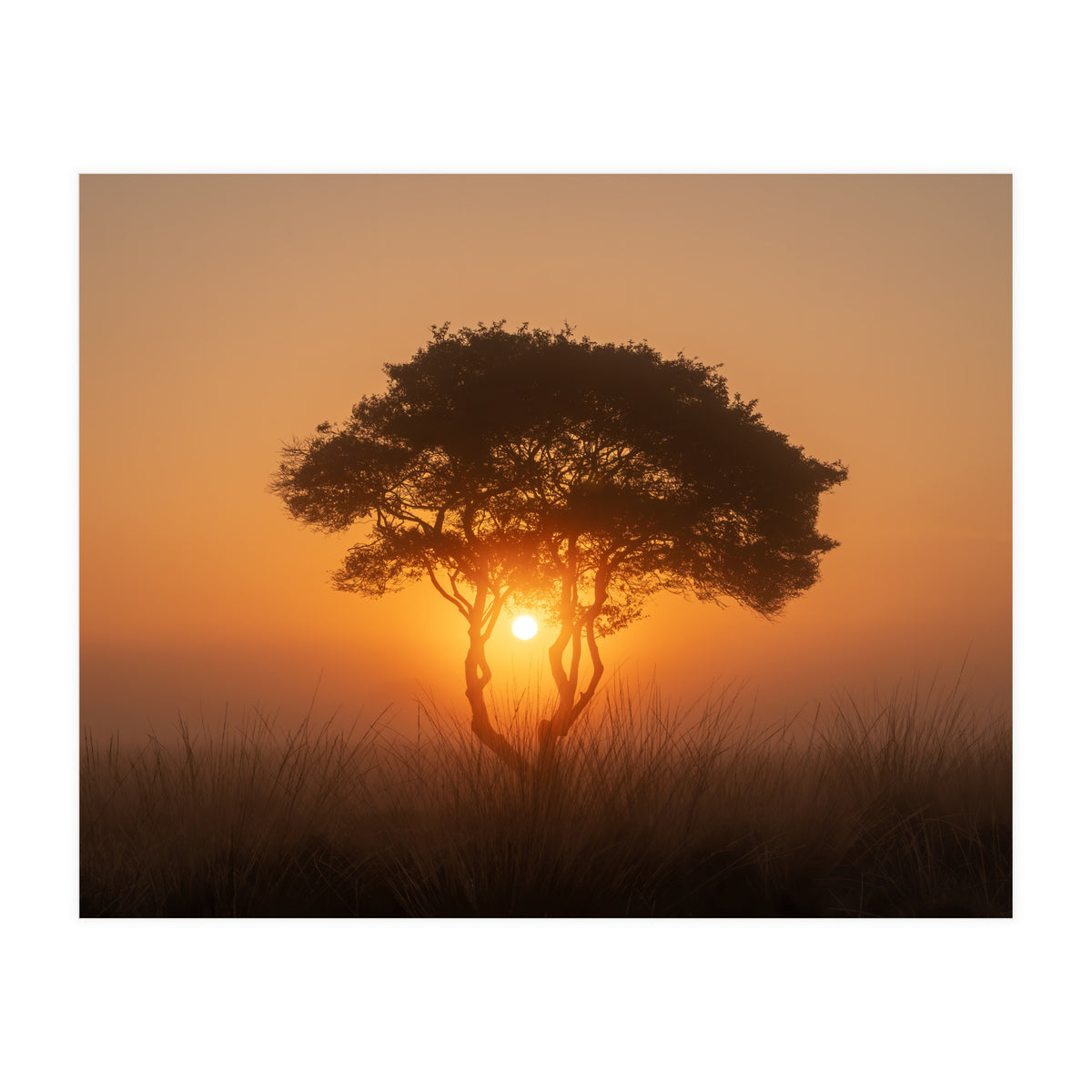 Tree at sunrise (Print Only)