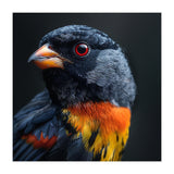 Black Bird With Red Eyes And Orange Chest Feathers (Print Only) thumbnail