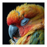 Close Up Of A Sleeping Sun Conure Parrot (Print Only) thumbnail