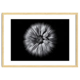 Backyard Flowers In Black And White No 10 Flow Version thumbnail