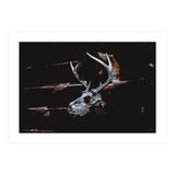 Deer Skull (Print Only) thumbnail