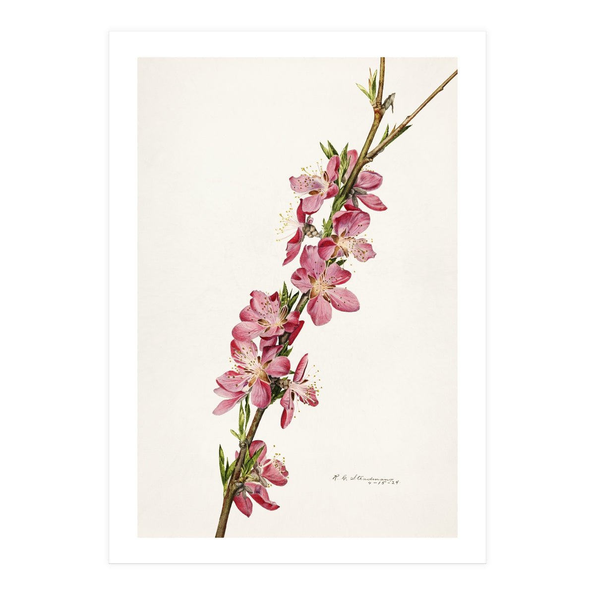 Royal Charles Steadman – Peach (Prunus persica) (1924) (Print Only)