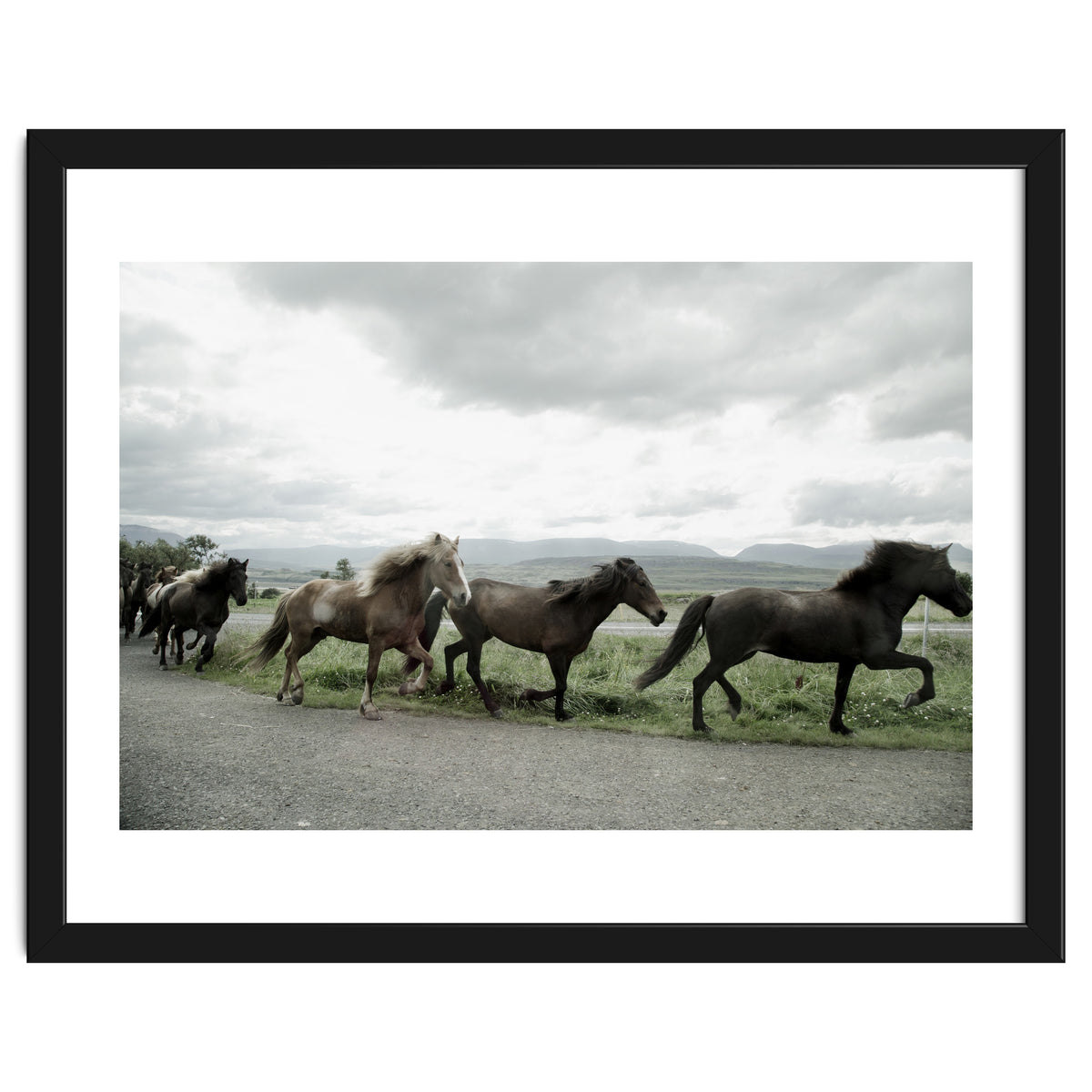 Running horses - Iceland