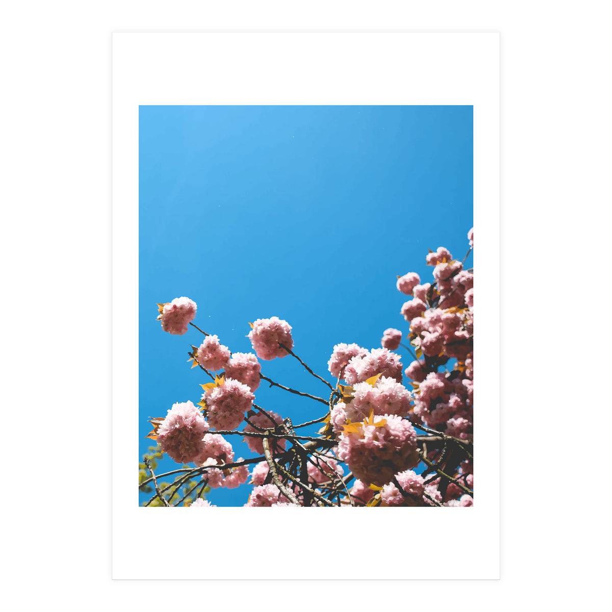 Pink Summer (Print Only)
