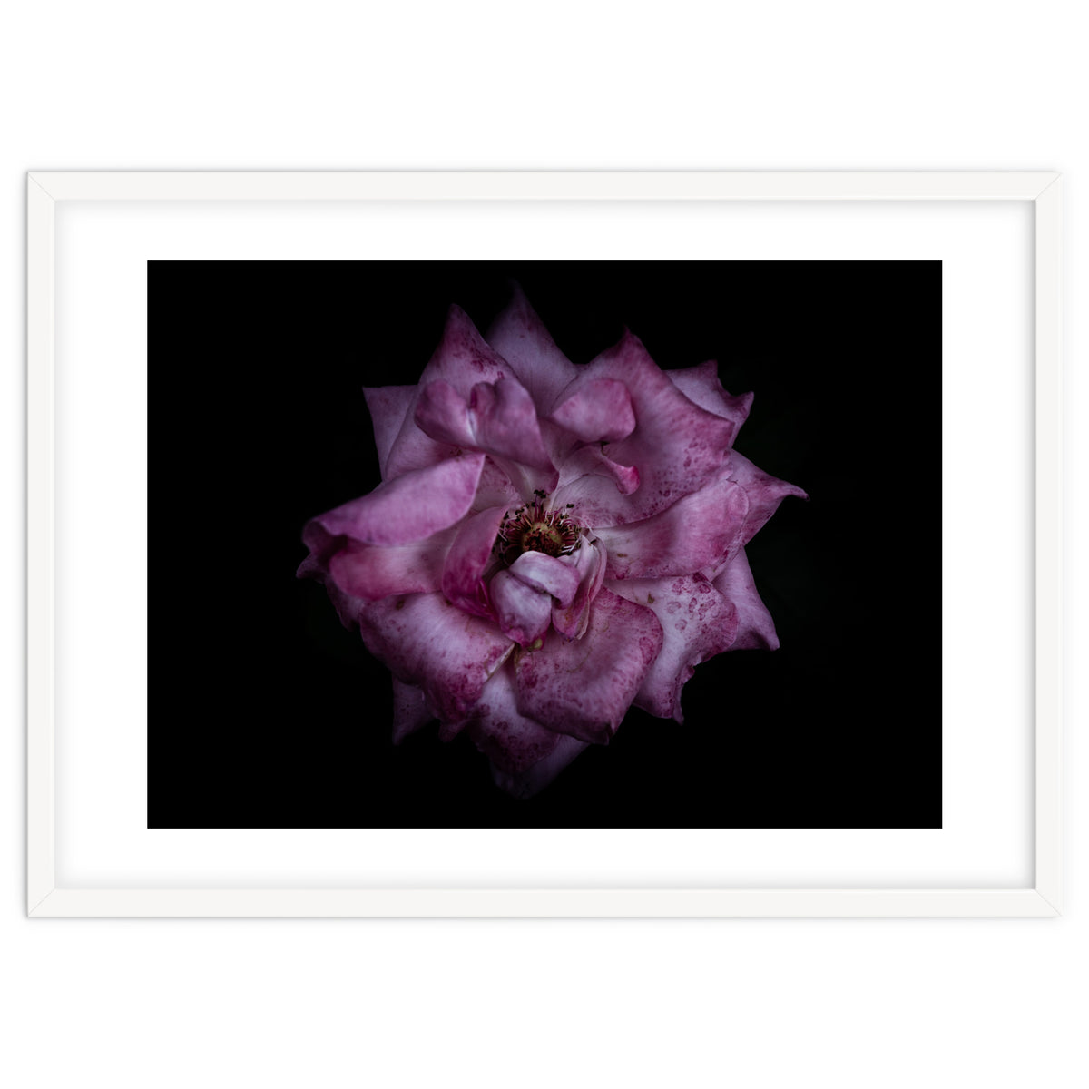 Backyard Flowers No 111 Color Version