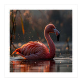 Pink Flamingo Swimming In Sunlight Water (Print Only) thumbnail