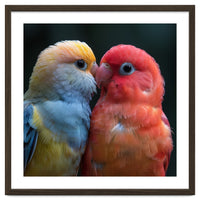 Two Lovebirds Nuzzling Close Up Portrait