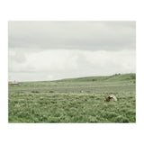 Horses in the middle of the green field - Iceland (Print Only) thumbnail