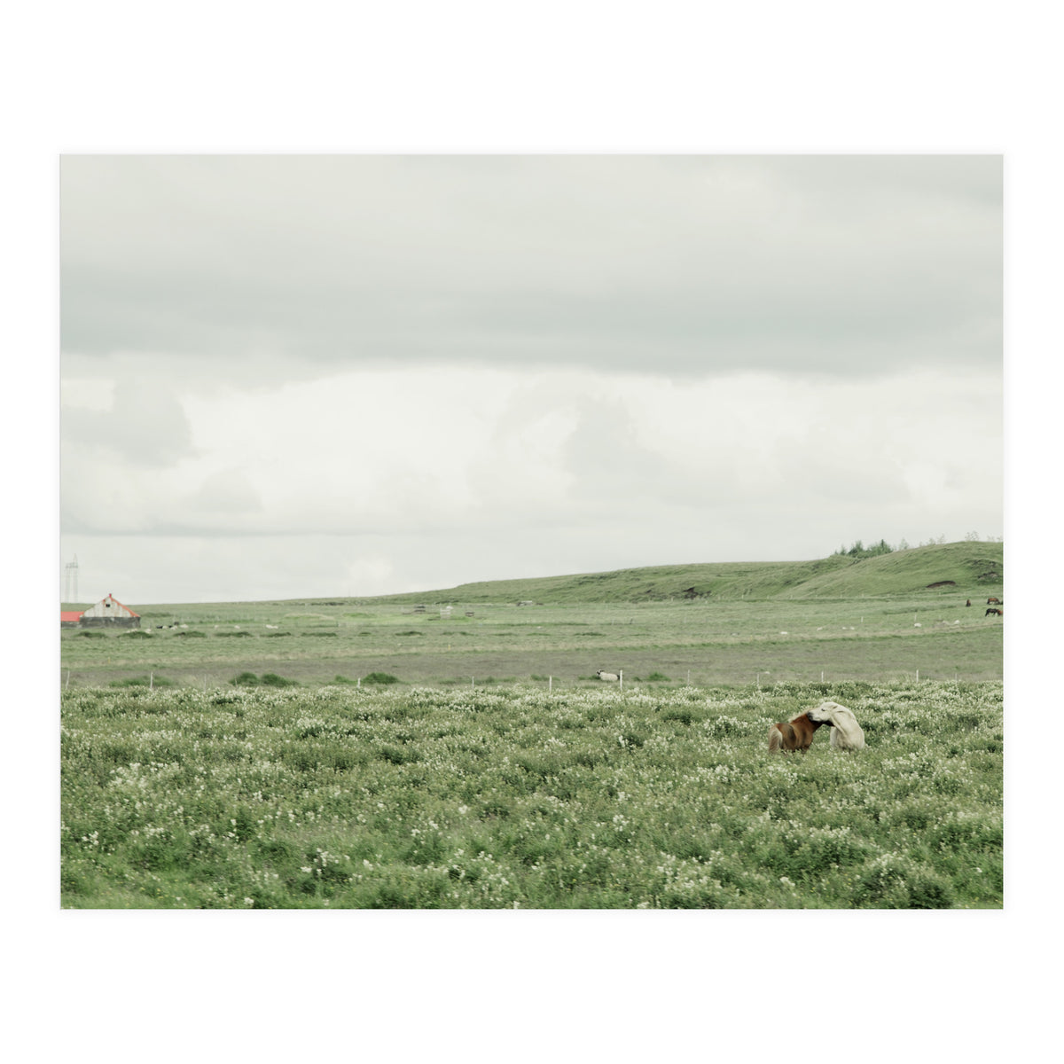 Horses in the middle of the green field - Iceland (Print Only)