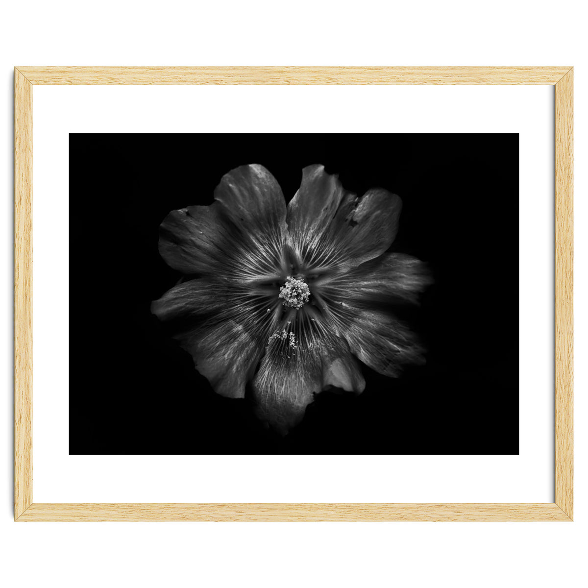 Backyard Flowers In Black And White 22