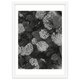 Hydrangeas | Black & White Portrait thumbnail