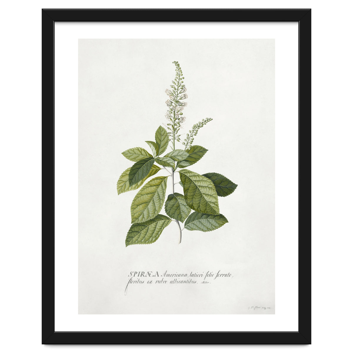 Georg Dionysius Ehret – Cinnamomum Illustration (1708–1770)