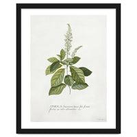Georg Dionysius Ehret – Cinnamomum Illustration (1708–1770)