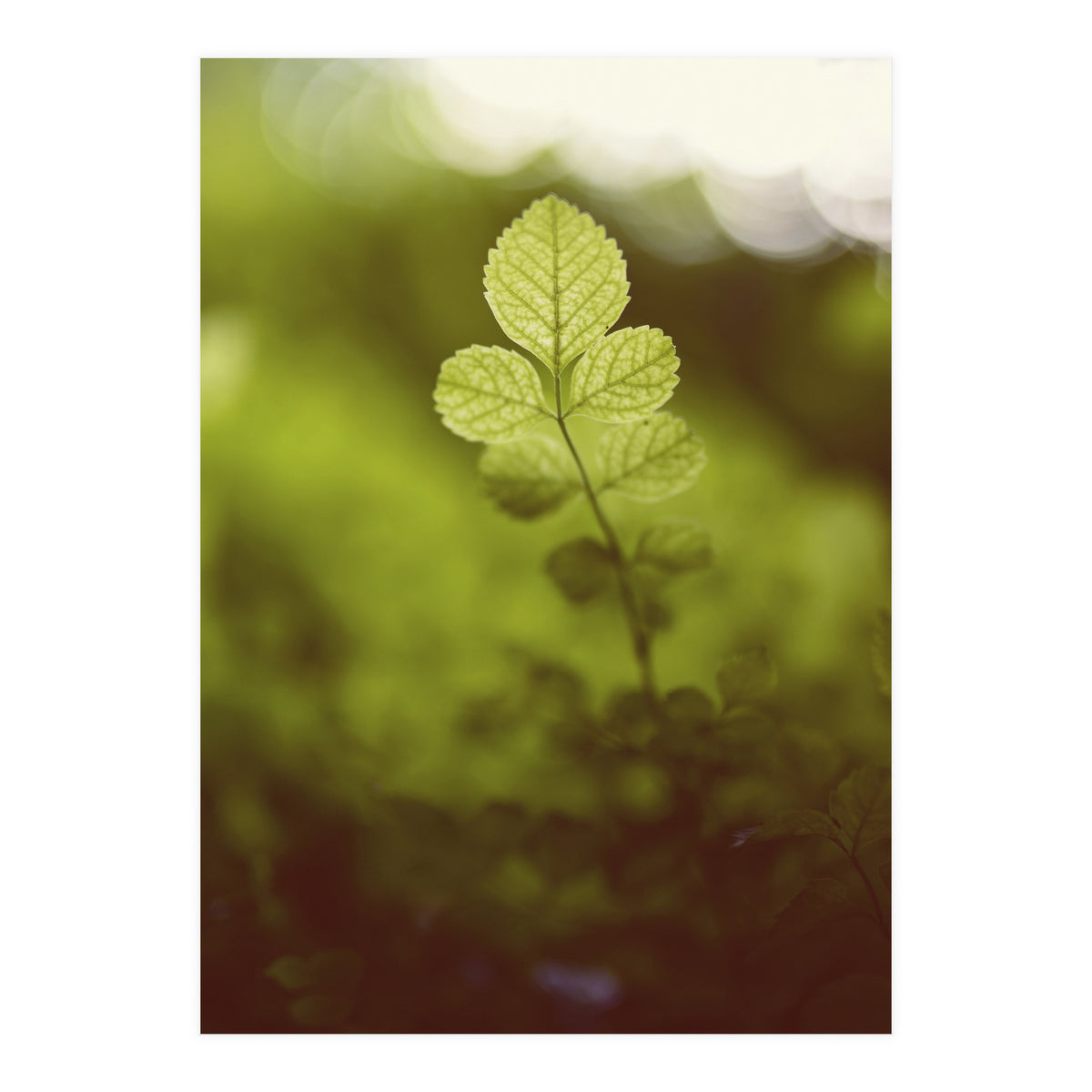 Out of the green (Print Only)