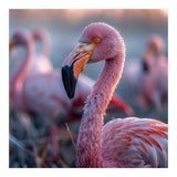 Close Up Of A Pink Flamingo Bird In Natural Light (Print Only) thumbnail