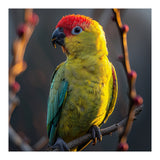 Close Up Of A Colorful Jenday Conure  (Print Only) thumbnail