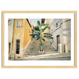Lisbon Palm Tree thumbnail