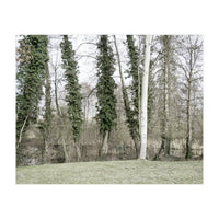 Sole white birch in the trees (Print Only)