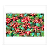 Red flowers (Print Only) thumbnail
