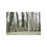 Sole white birch in the trees (Print Only) thumbnail