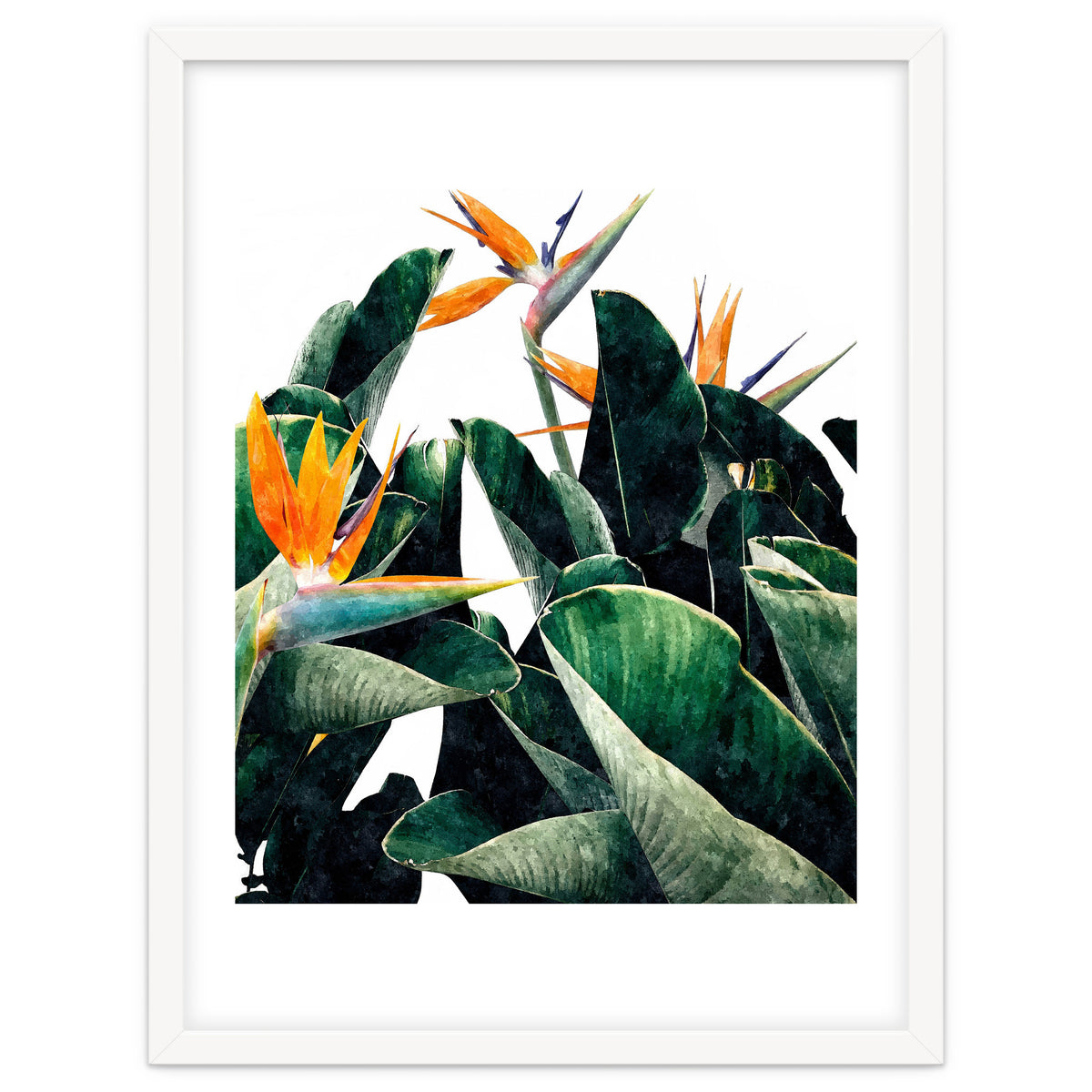 Paradise Bird, Nature Botanical Plant Floral, Tropical Garden Watercolor Painting
