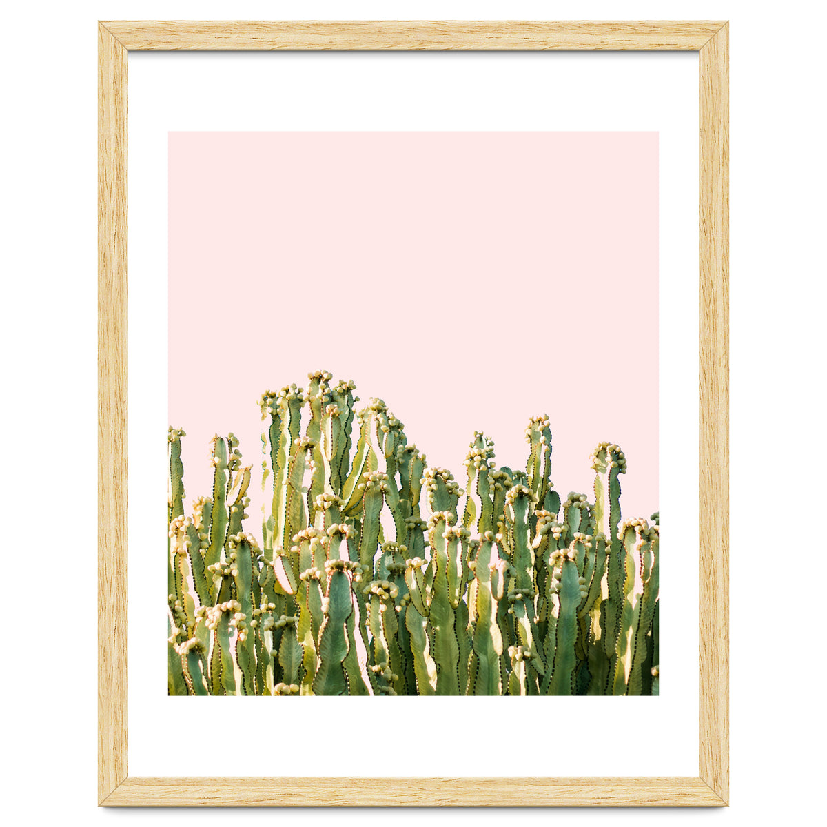 Cactus Blush #society6 #decor #buyart
