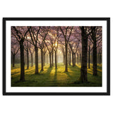 Blooming cherry trees in soft morning light thumbnail