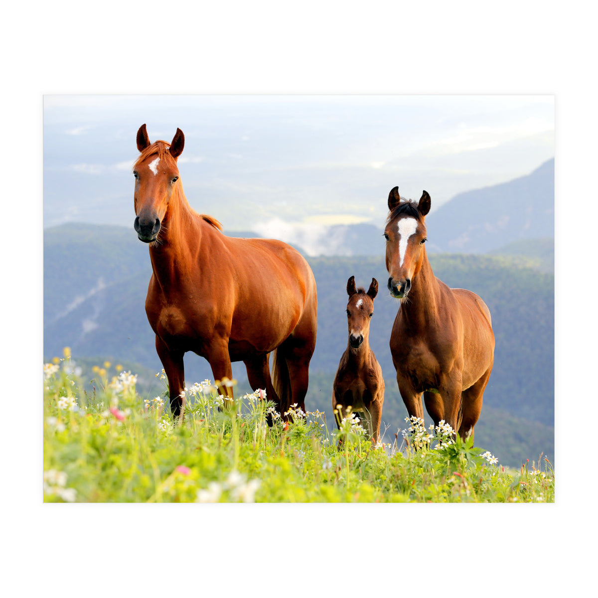 Three Horses (Print Only)