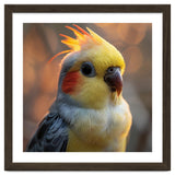 Cockatiel Parrot Portrait With Orange Cheeks thumbnail