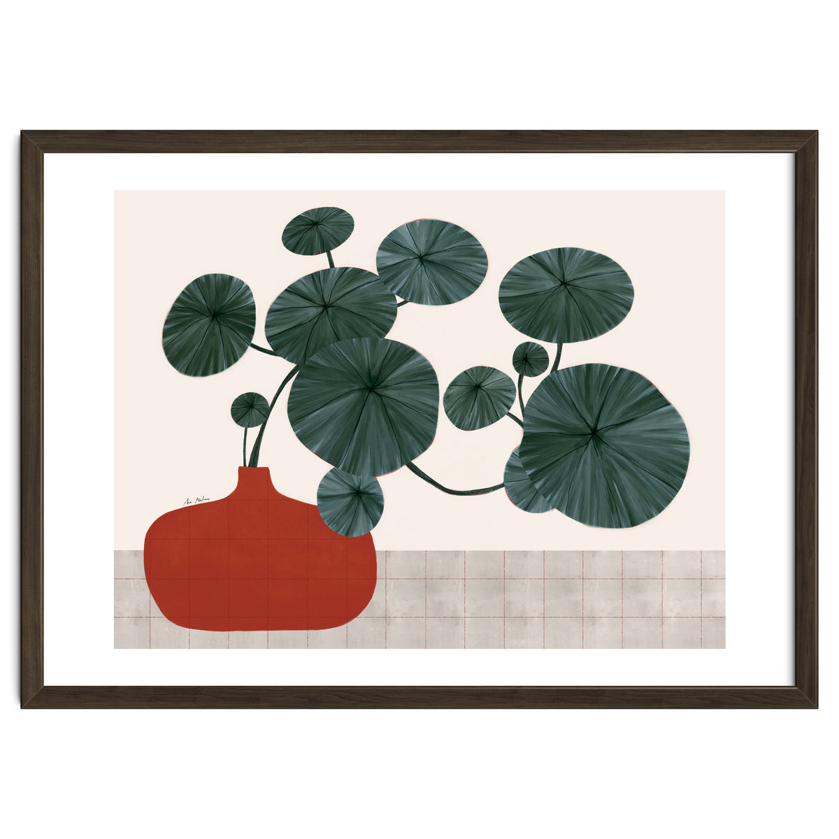 Stephonia Erecta plant