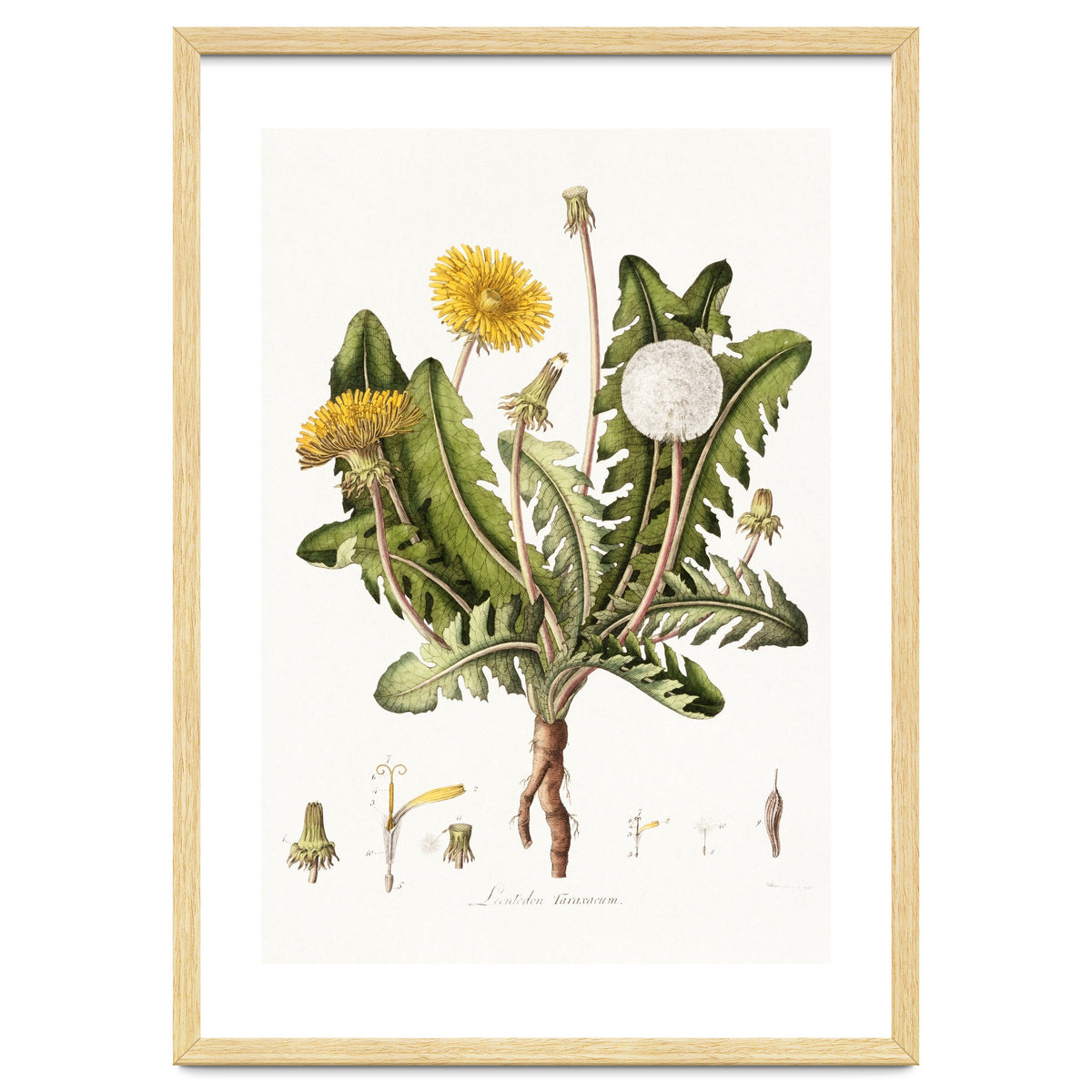 William Curtis – Dandelion (1777–1798)