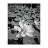 Hylas | Black & White (Print Only) thumbnail