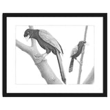 Yucatan Jays thumbnail