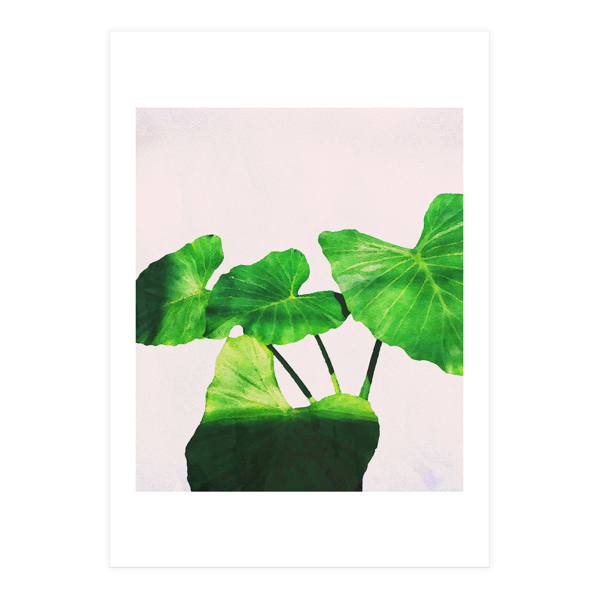 Taro Dimensionality (Print Only)