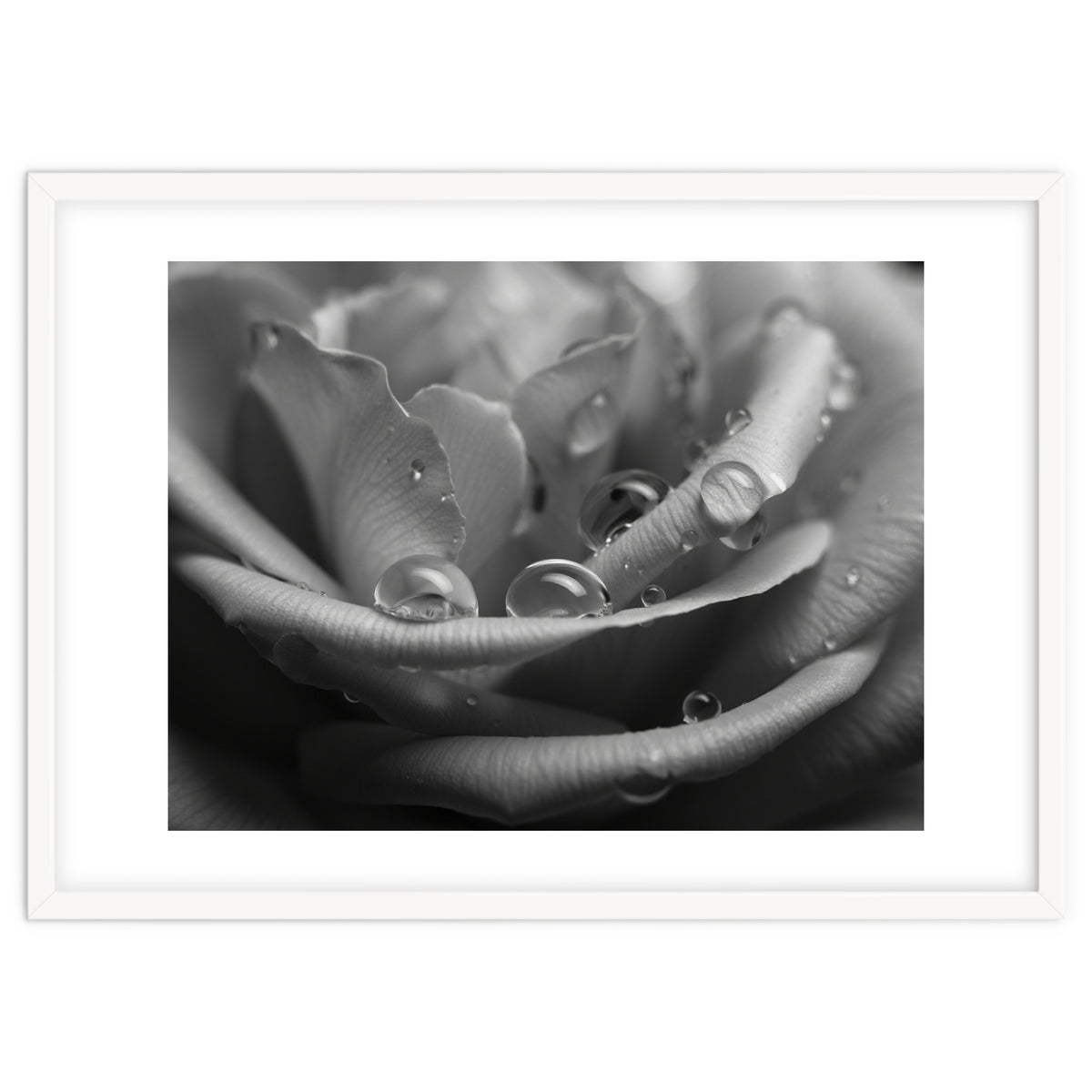 Ethereal Monochromatic Rose Petal Macro