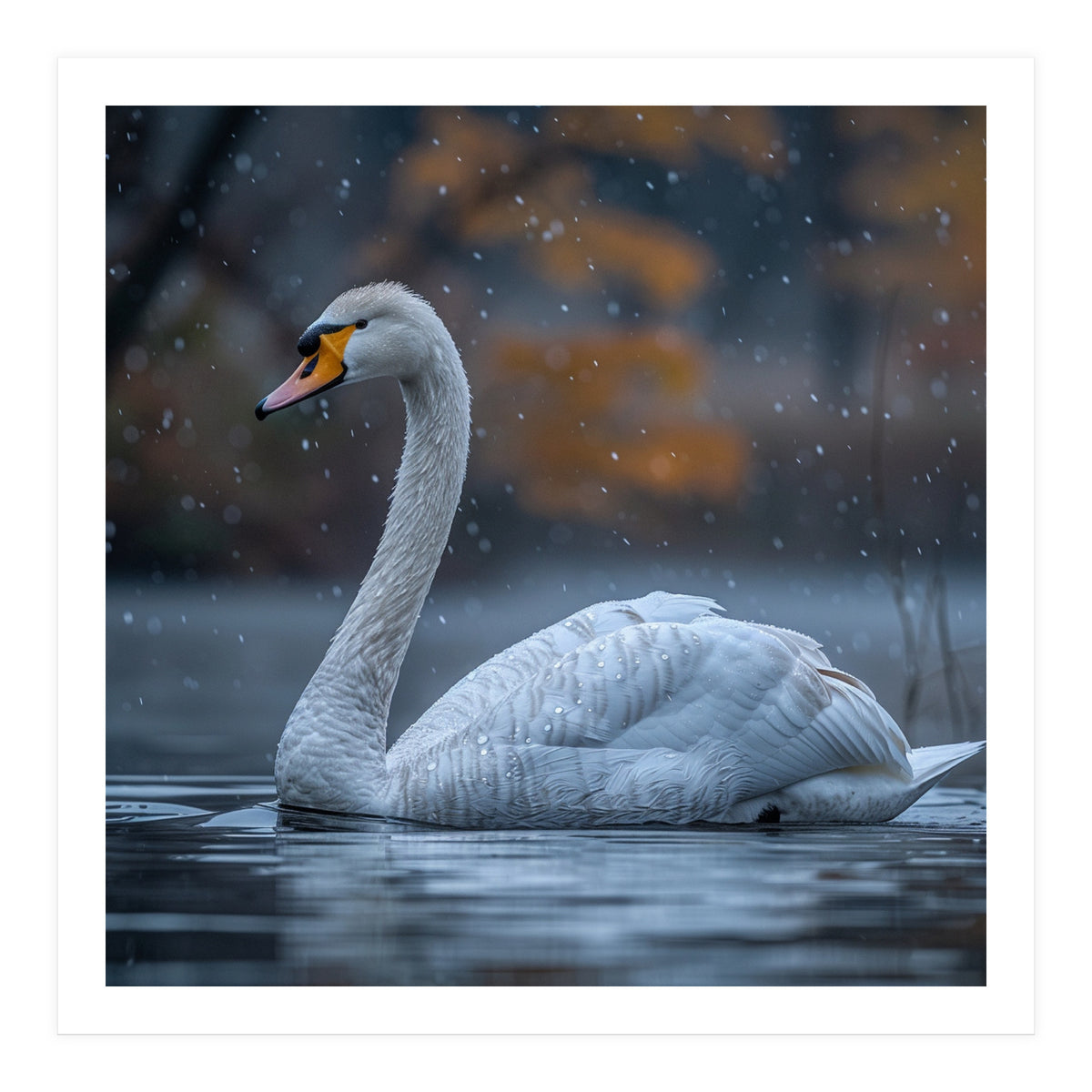 Swan Floating Gracefully On Water In Autumn (Print Only)