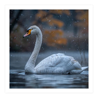 Swan Floating Gracefully On Water In Autumn (Print Only)