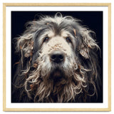Old Dog 010 thumbnail