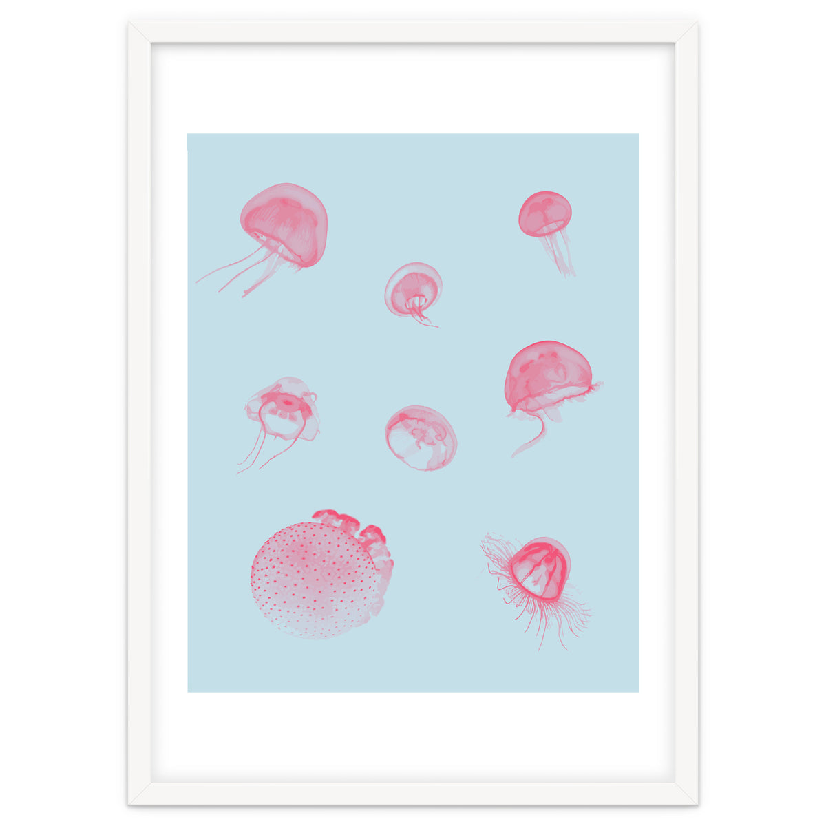 Jellyfish