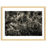 Rosemary Plant thumbnail