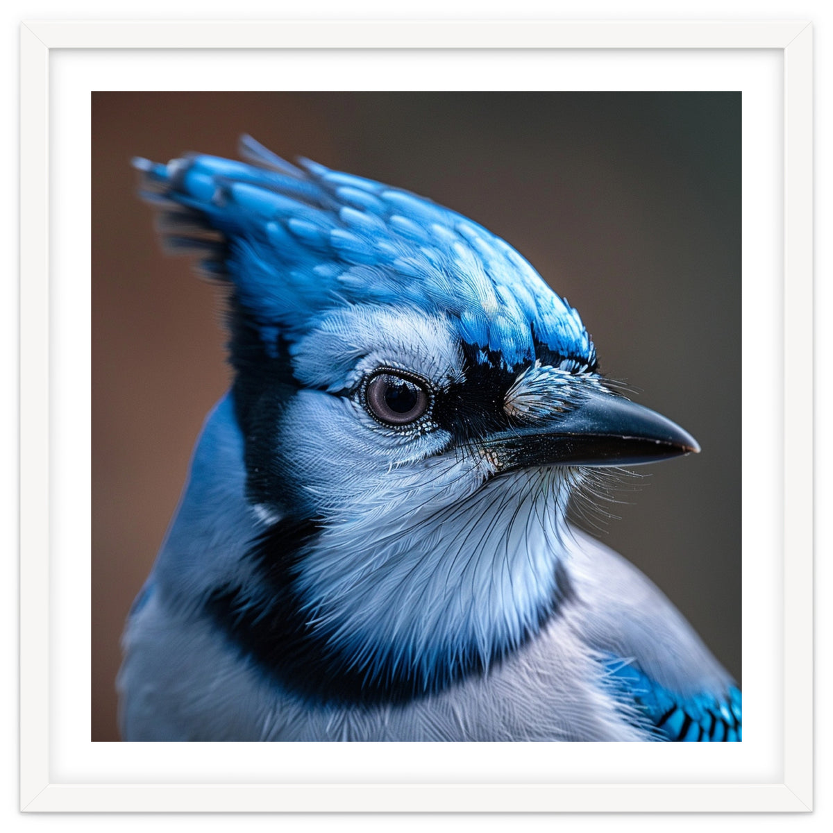 Close Up Portrait Of A Blue Jay Bird