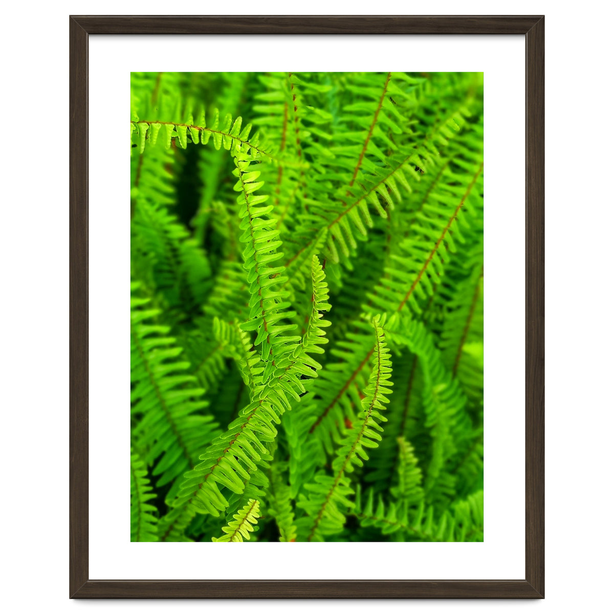 Green Ferns