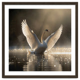 Graceful Swan Spreading Wings On Sparkling Water thumbnail