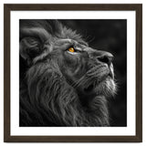 Majestic Lion Face Closeup Golden Eyes Black thumbnail