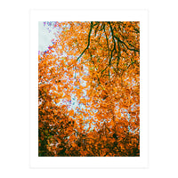 Autumn Leaves (Print Only)
